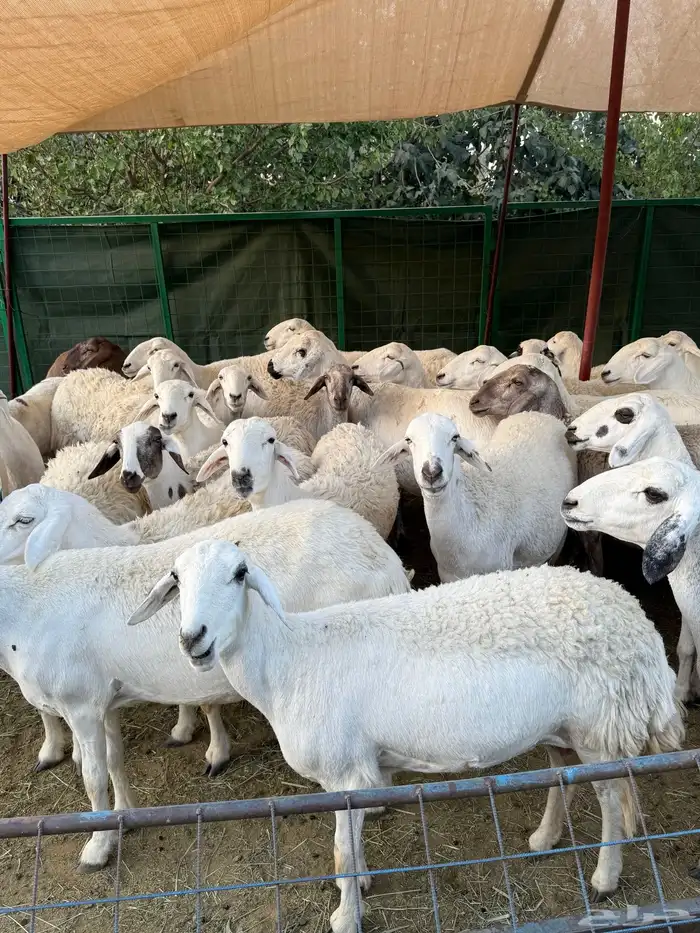 غنم مراح منوة القناي ( صغار سن ) 11