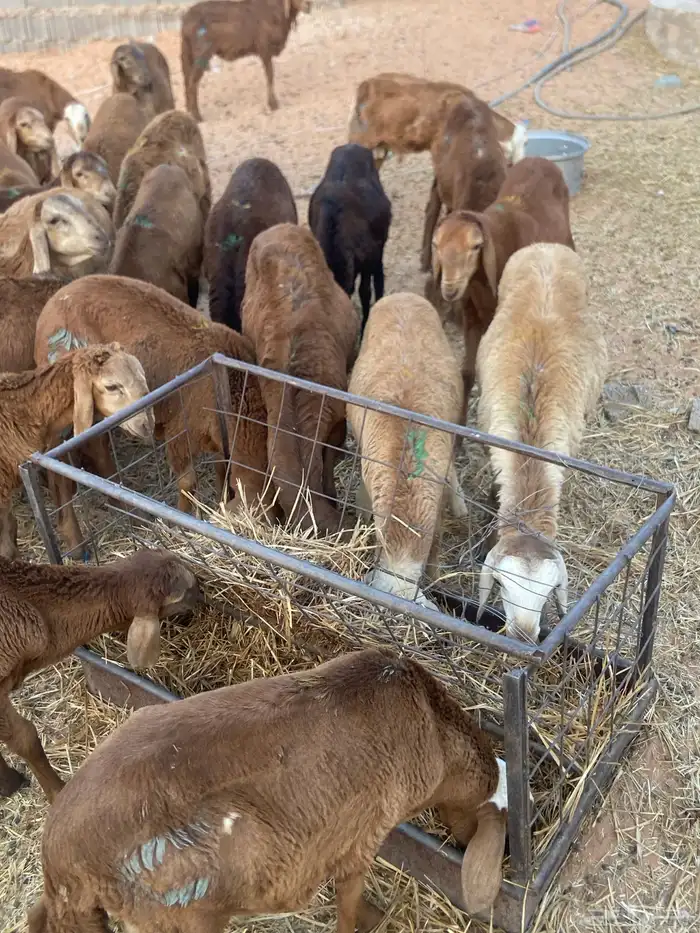 تطعيمات عن جميع الأمراض العدد30 1