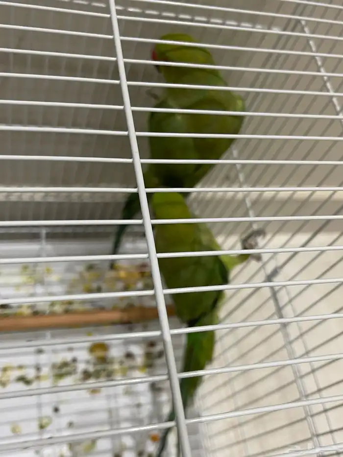 طيور الدره وكروان 2