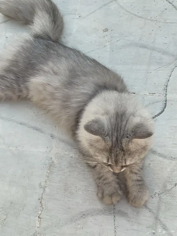 قطط تبنى 1