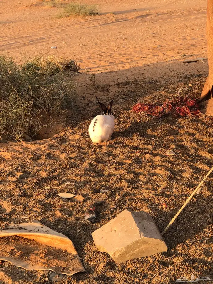 ذكر ارنب بابون 0