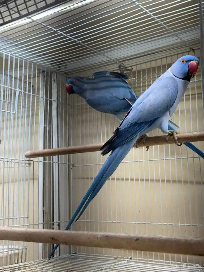 زوج درة فايلوت جاهز للانتاج 0