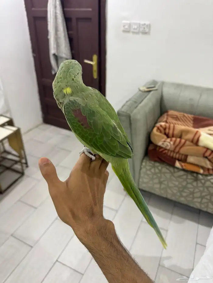 دره نيبالي 4