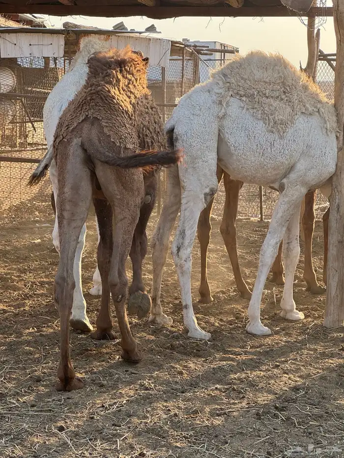 حشو طيه وفاخرة للبيع 2