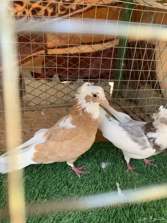 حمام قلابي منتج 1