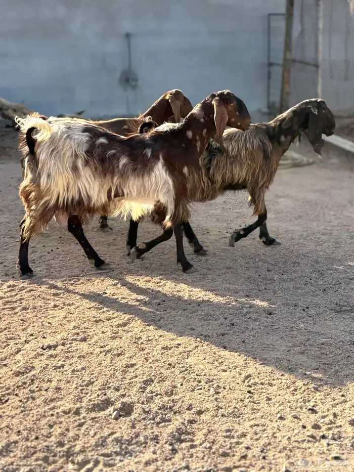 معزا مصريات منايح 3