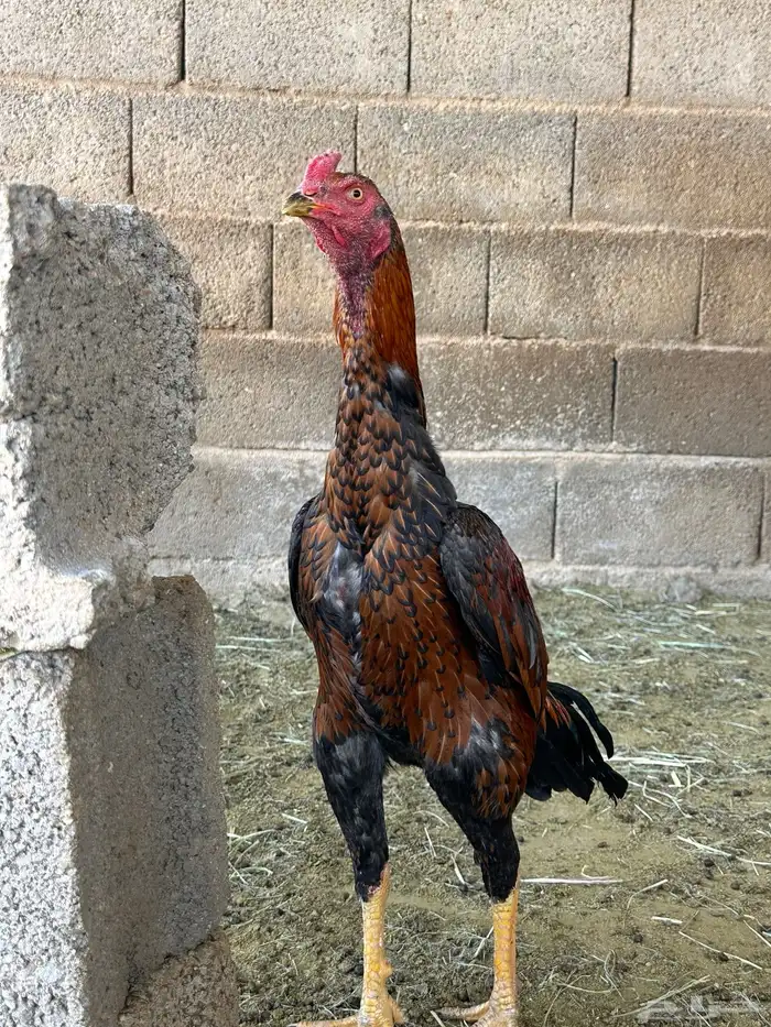 4 ديوك باكستاني سندي 6