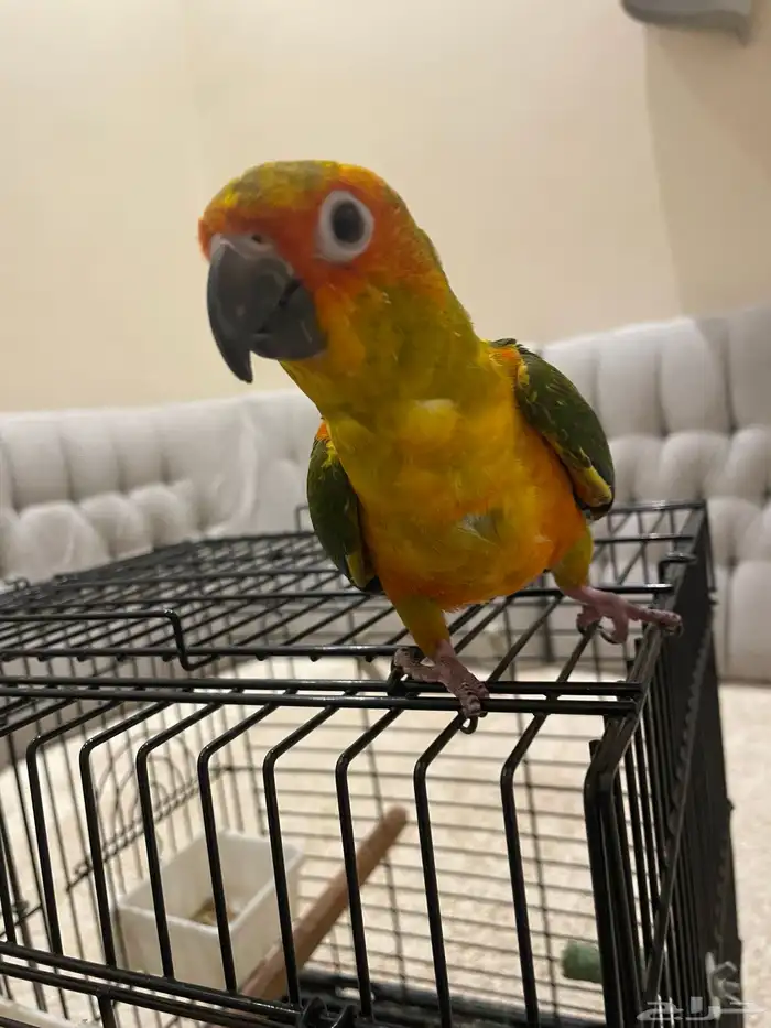 صن كنيور اليف و متكلم 2