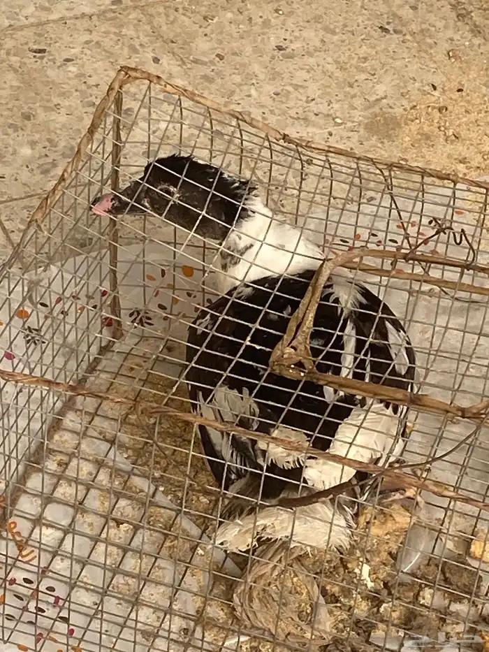 بطه بط للبيع ب35ريال 0