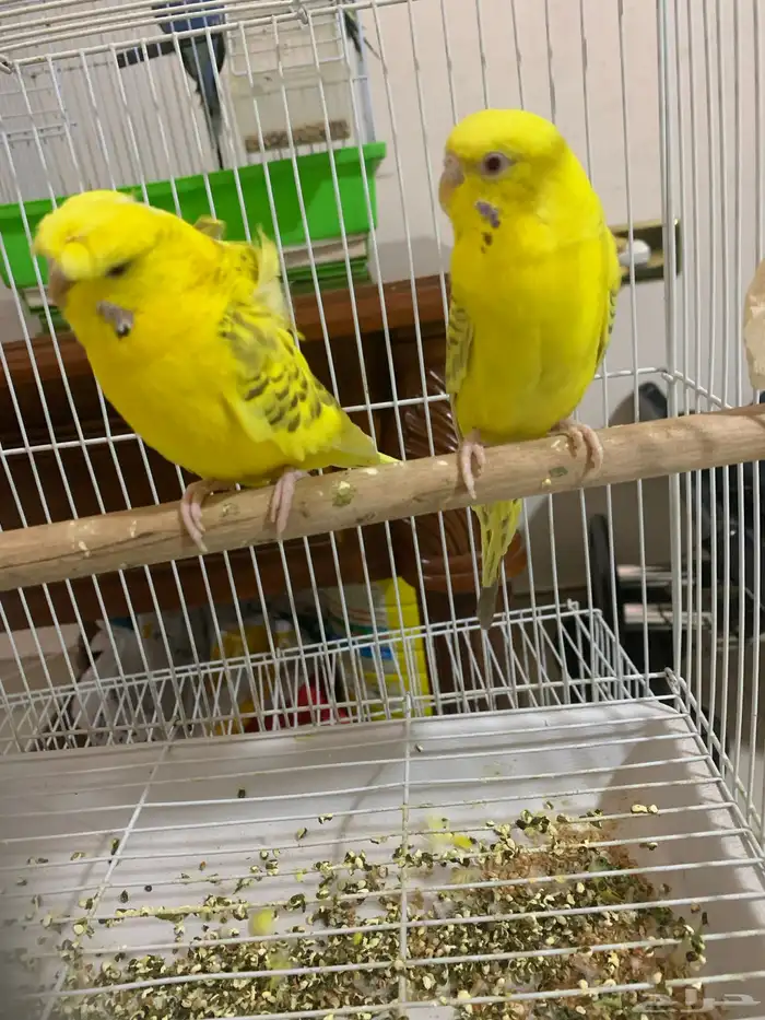 جوزين بادجي انجيليزي وهوقو لببيع 0