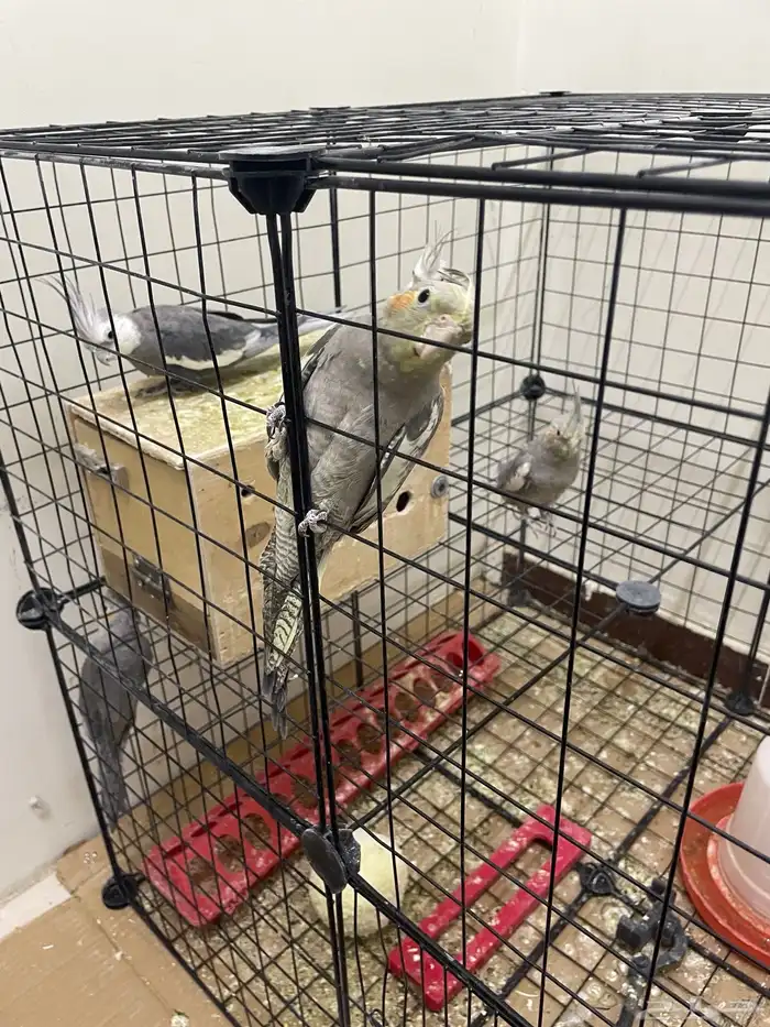 ببغاء كروان 4