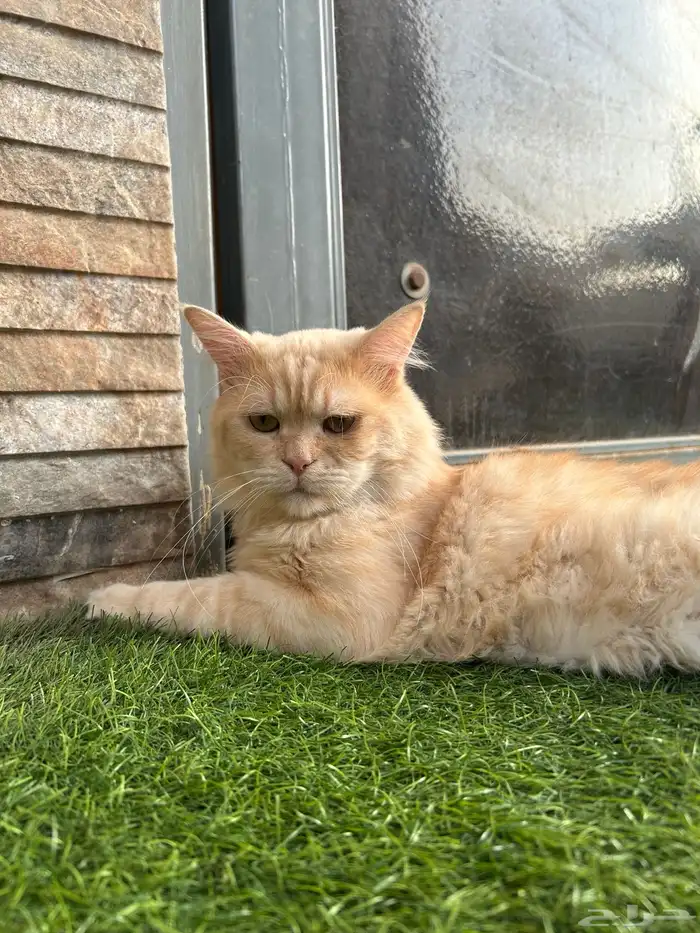 بسه للتبني في حي الاجاويد 1