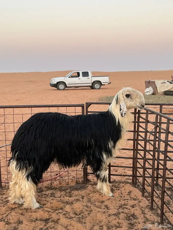 خروف نجدي فحل توه مثني طيب وموجود إنتاجه 1