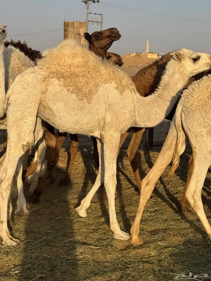 حشو طيه وفاخرة للبيع 6