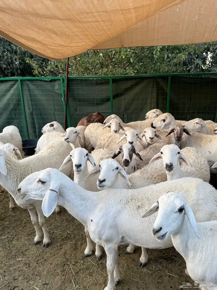 غنم مراح منوة القناي ( صغار سن ) 8