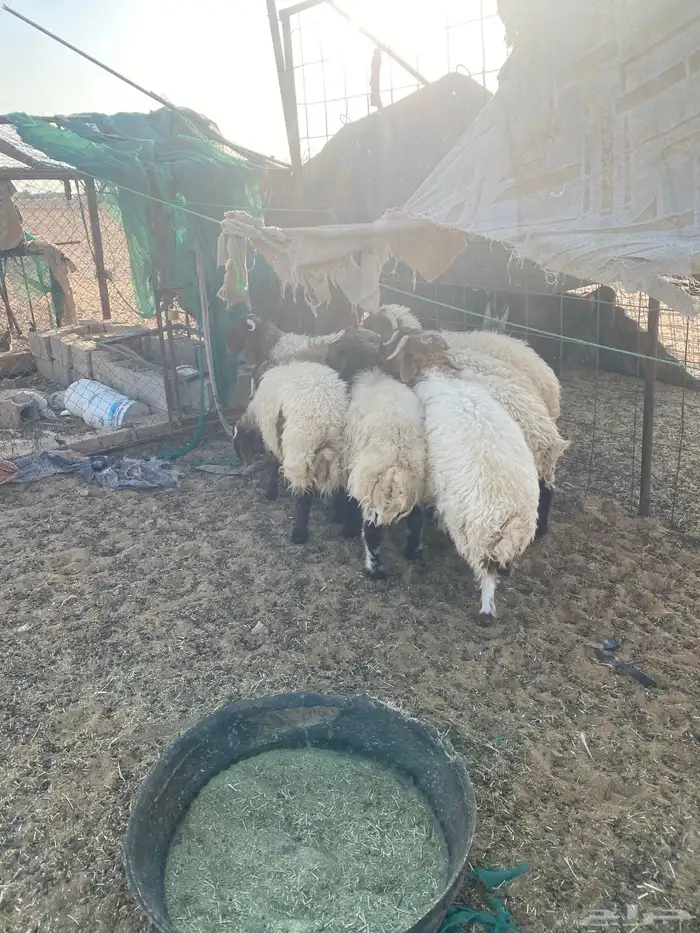 طليان نعيم للبيع 4