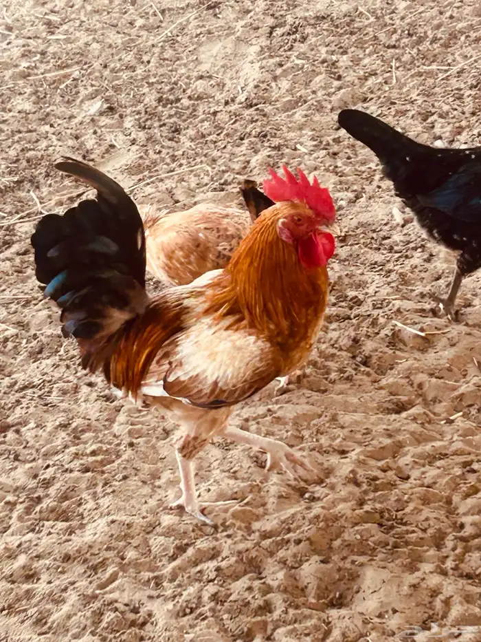 ديوك بلدي للبيع 4