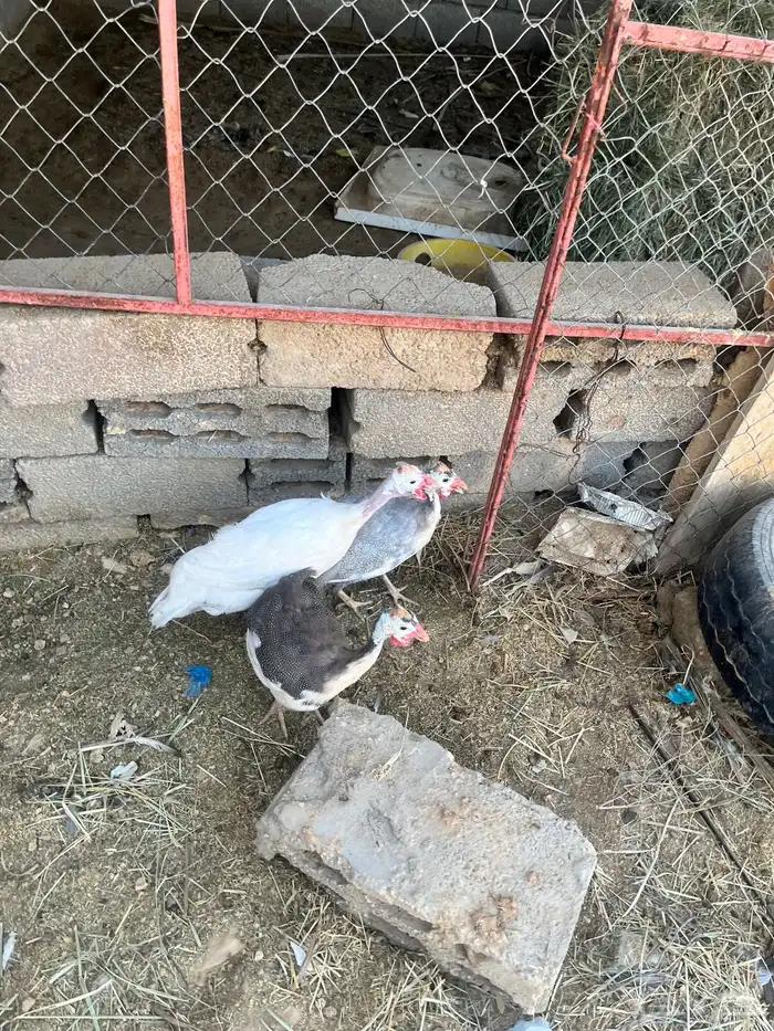 دجاج طقم حبشي تم البيع 5