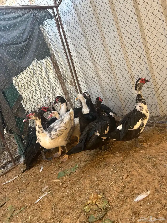 ذكور بح العدد 5 للبيع 2