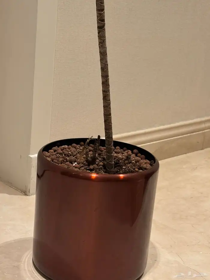 فازه عنابيه نظيفه 0