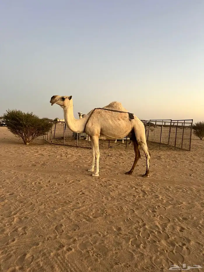 عرض اليوم ناقه ضروب 0
