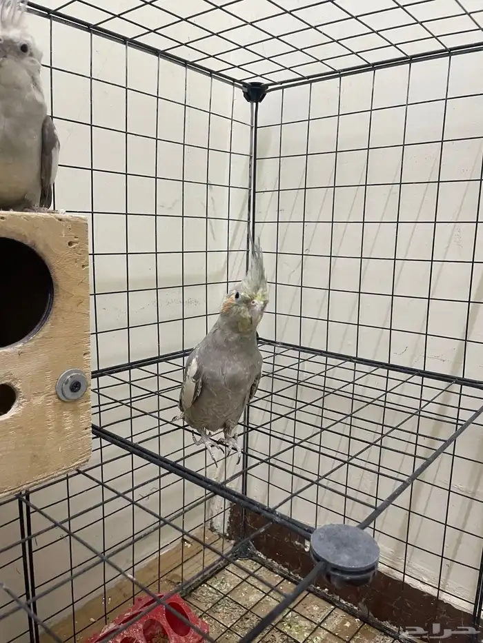 ببغاء كروان 3