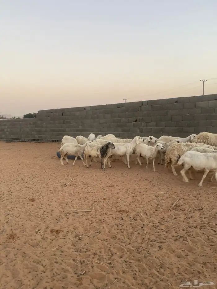 غنم حريه للبيع 5