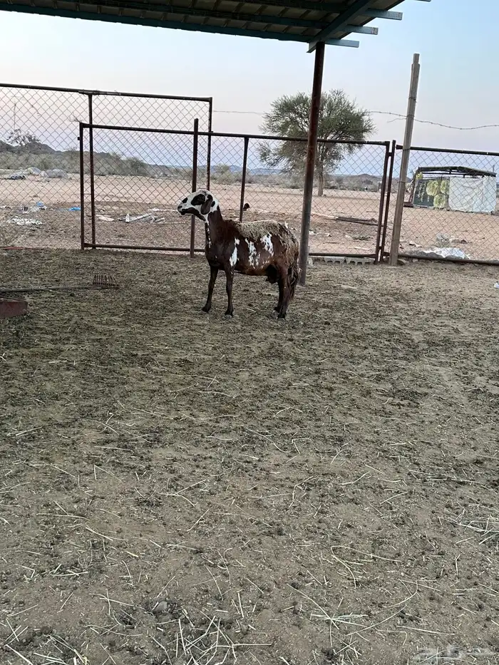 2 ضان سواكن صنف دفيع 2