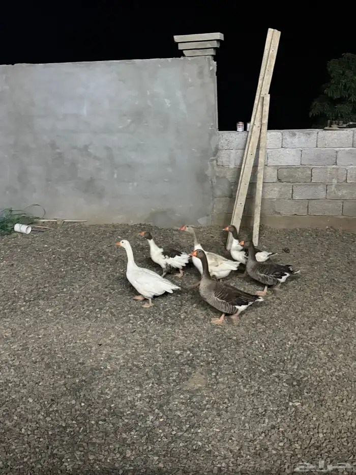 وز بلدي فاخر 2