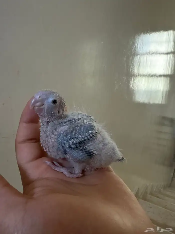 كنيور فروخ 2