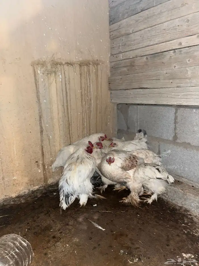 للبيع دجاج براهما على السوم 3