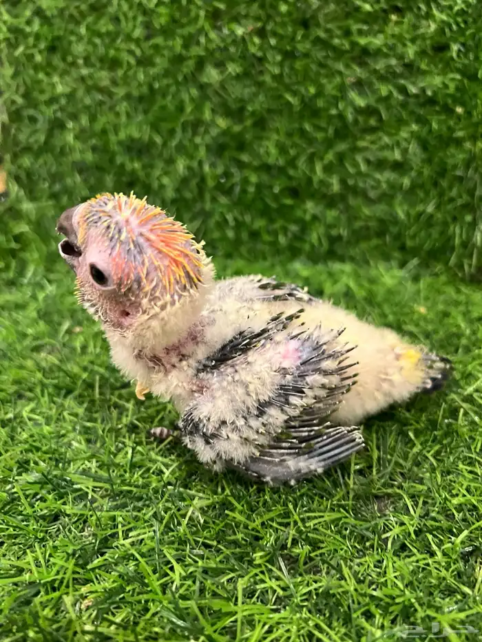 فرخ صن كنيور حجم وصبغة قوية عرض خاص ( تم البيع 2