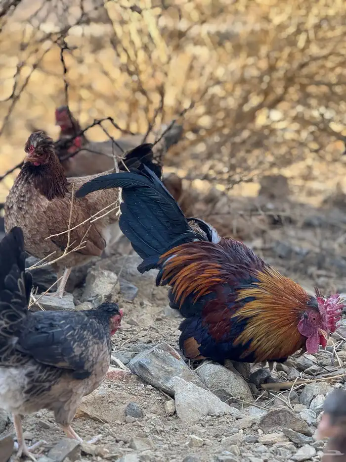 ديك ودجاجة أفرق مقبع قرم 4