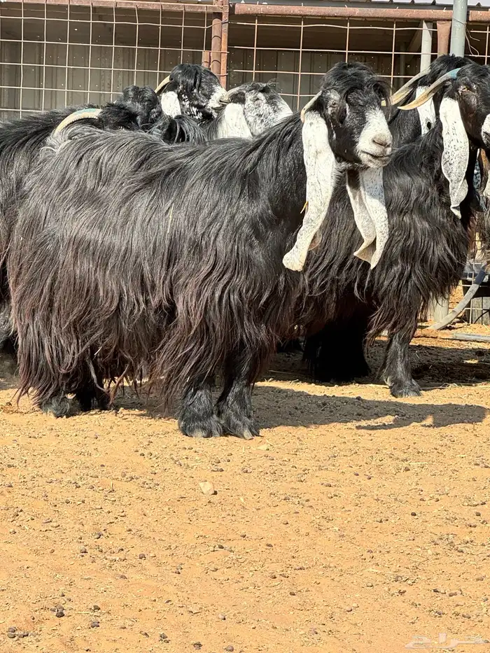 ماعز عوارض صنف الصنف تبارك الرحمن 17