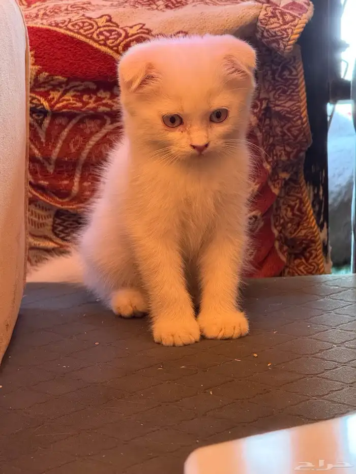 قطط اسكوتش نقيه عيون ملونه 2