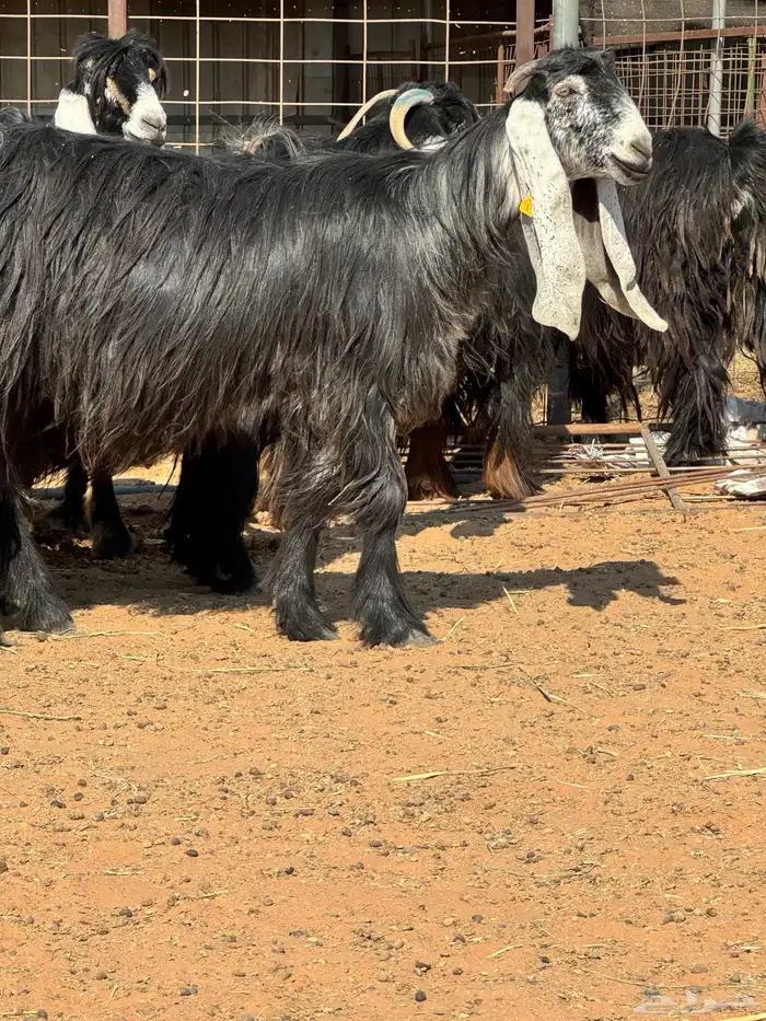 ماعز عوارض صنف الصنف تبارك الرحمن 14