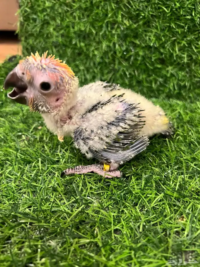 فرخ صن كنيور حجم وصبغة قوية عرض خاص ( تم البيع 0