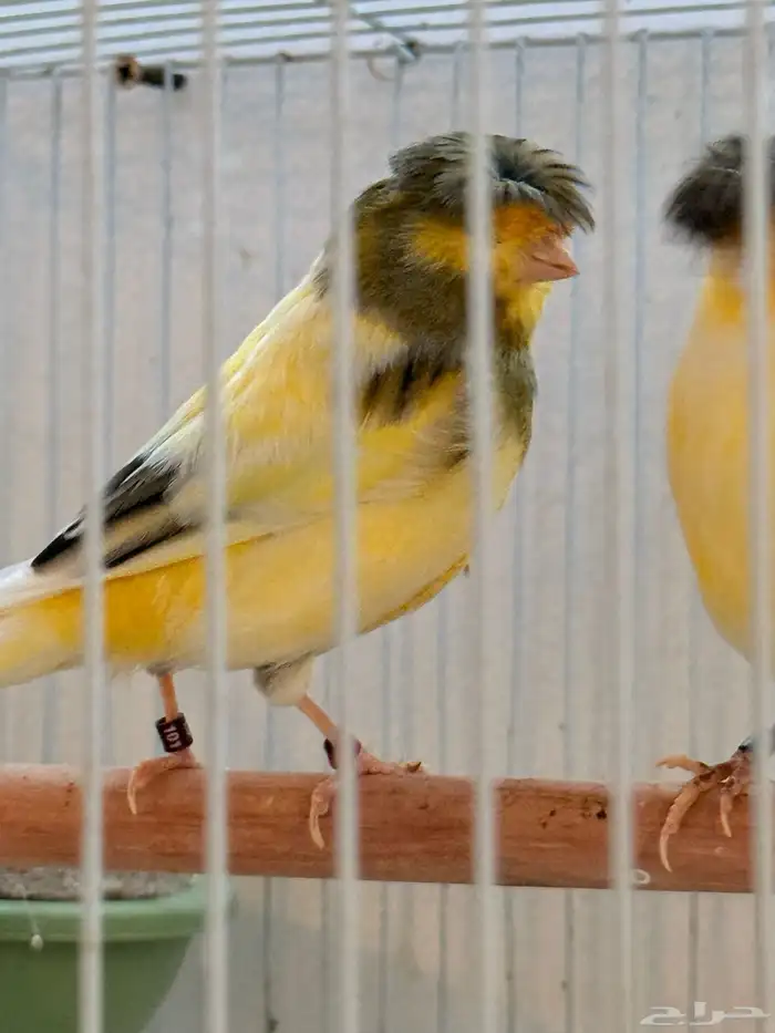 جوز جلوستر فاخر 5