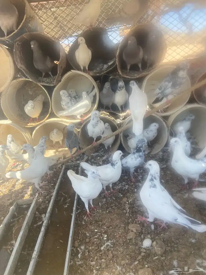 حمام مشكل عدد حول 52 حبه 1