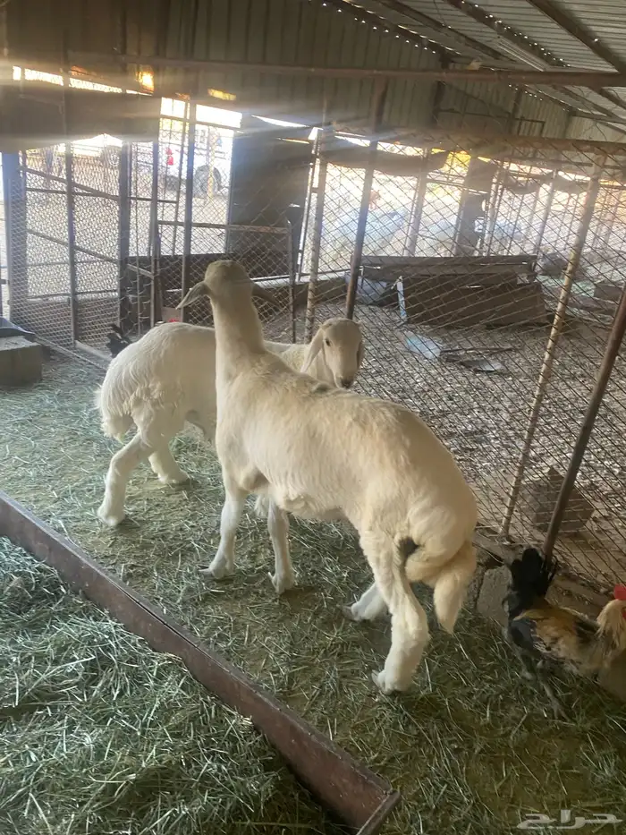 طليان كفو للبيع 1