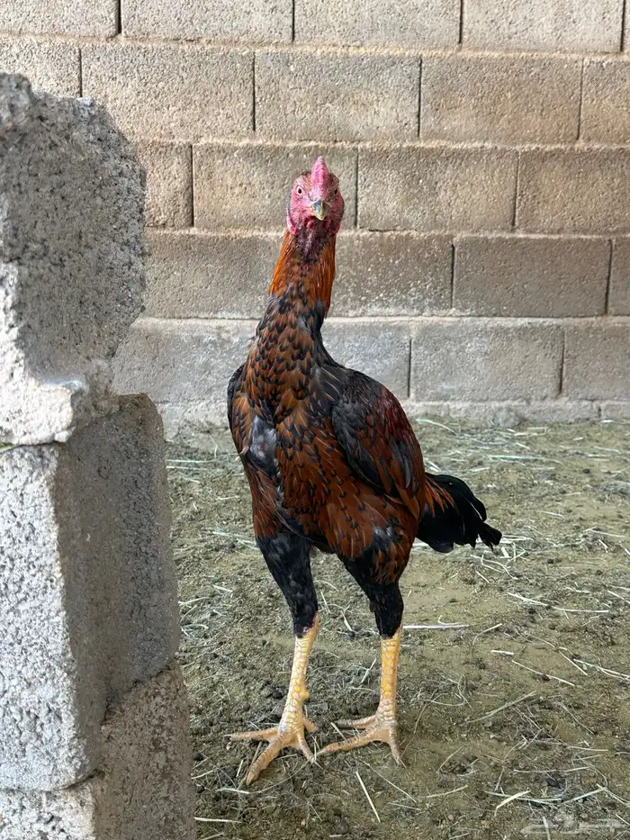 4 ديوك باكستاني سندي 5