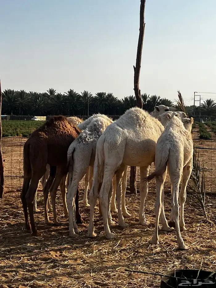 حشو قعدان 1