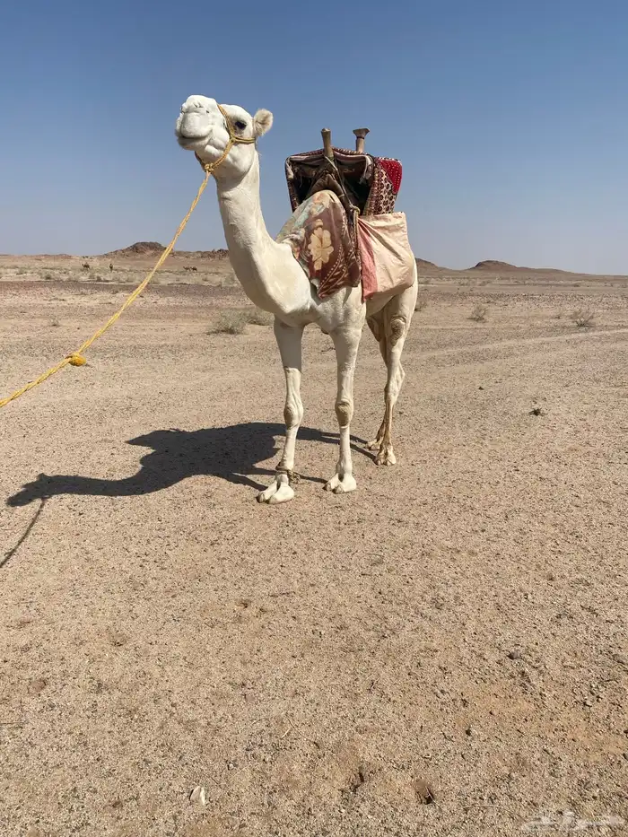 ركبي للبيع 3