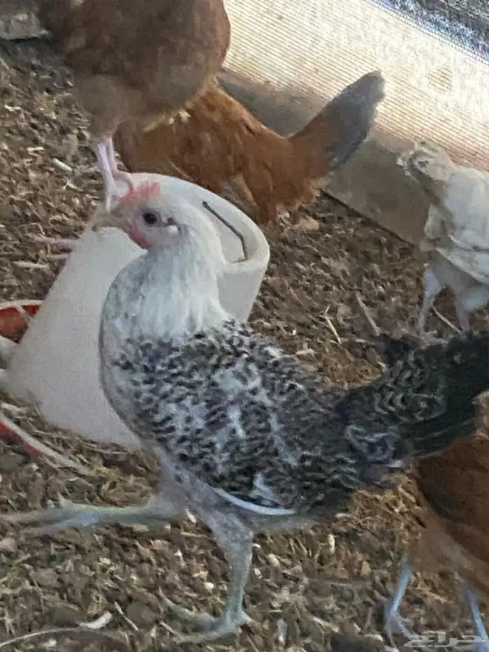 دجاج فيومي 0