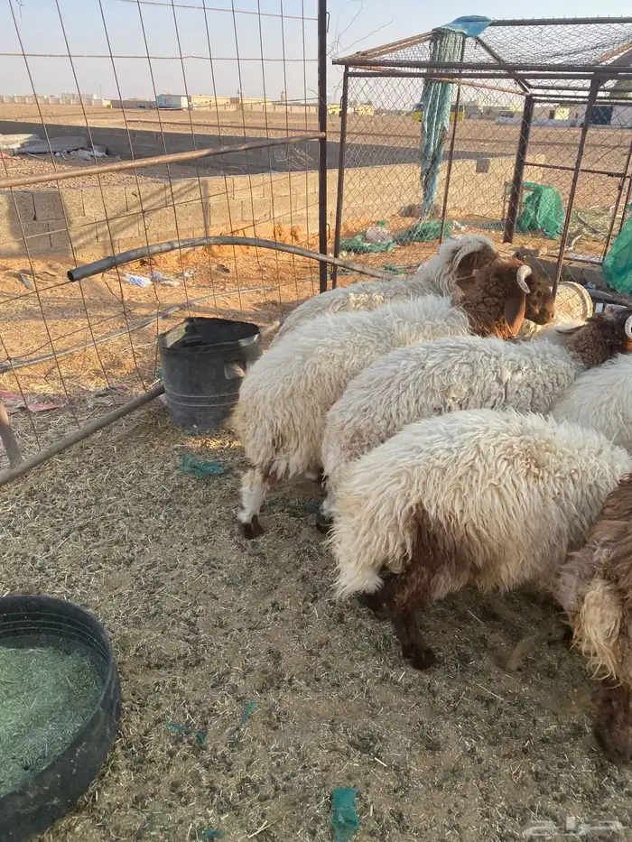 طليان نعيم للبيع 3