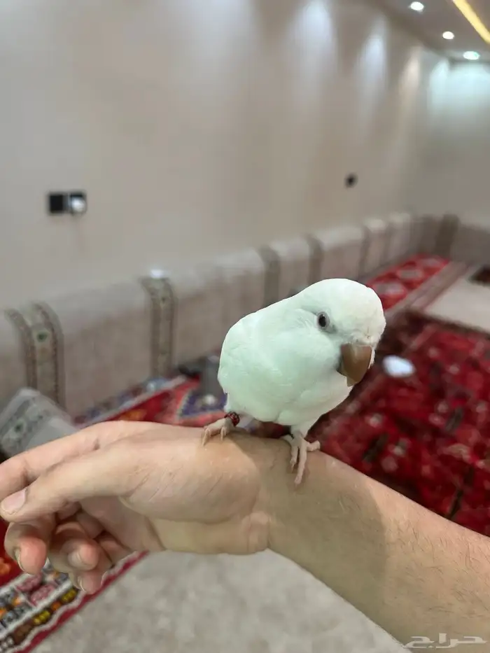 كويكر البينو 1