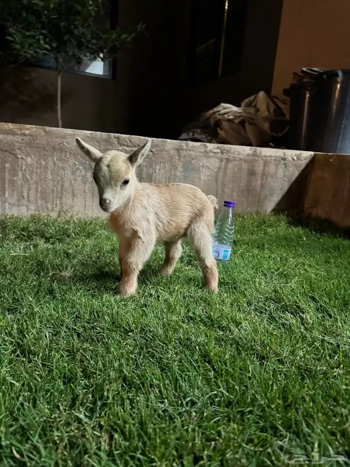 جفره قزميه عمر 5 ايام 2