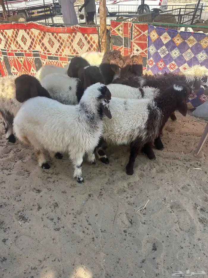 حريات جبر ووسط ونعيم جبر ووسط 10