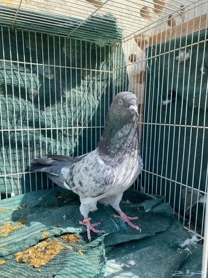 حمام باكستاني 0