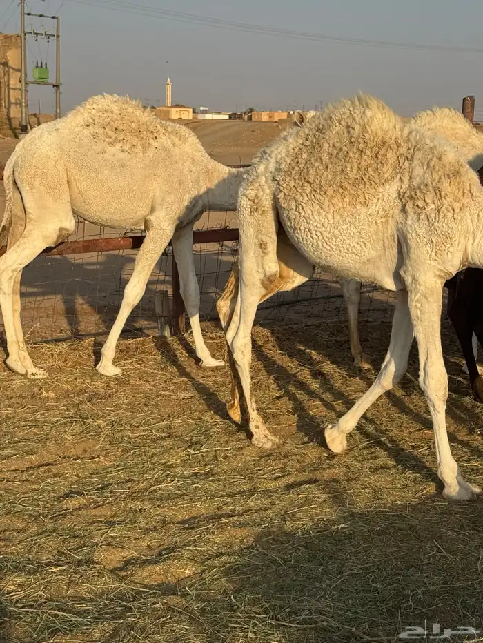 حشو طيه وفاخرة للبيع 5